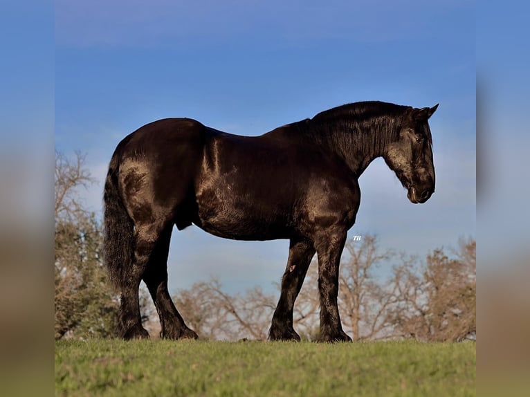 Percherón Caballo Castrado 15 Años 170 Cm In Weatherford Tx