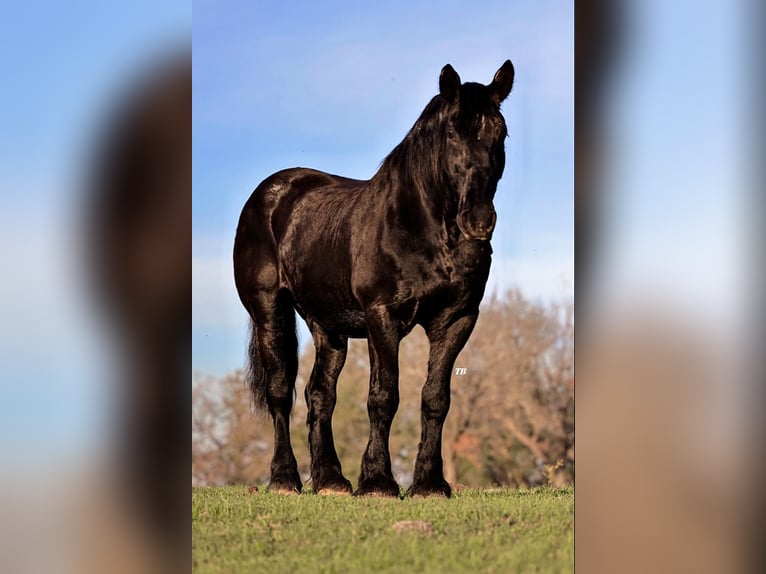 Percherón Caballo castrado 15 años 170 cm Negro in Weatherford TX