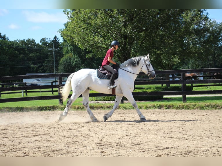 Percherón Caballo castrado 15 años 173 cm Tordo in HIghland Mi