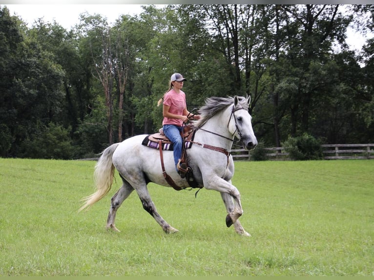 Percherón Caballo castrado 15 años 173 cm Tordo in HIghland Mi