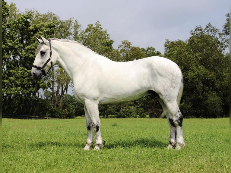 Percherón Caballo castrado 15 años 173 cm Tordo in HIghland Mi