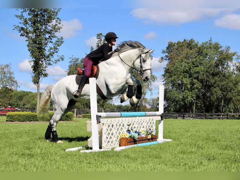 Percherón Caballo castrado 15 años 173 cm Tordo in HIghland Mi