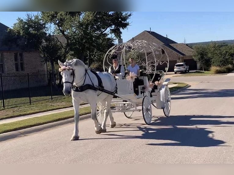 Percherón Caballo castrado 15 años 173 cm Tordo in HIghland Mi