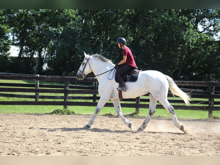 Percherón Caballo castrado 15 años 173 cm Tordo in HIghland Mi