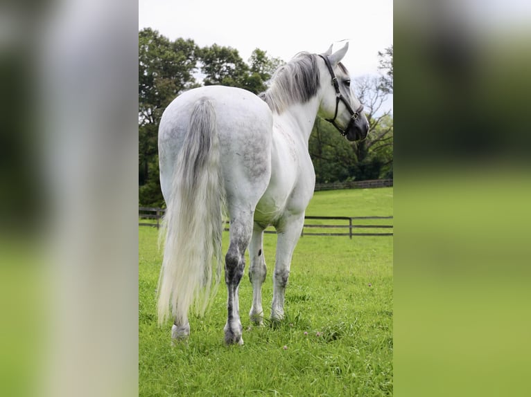 Percherón Caballo castrado 15 años 173 cm Tordo in HIghland Mi