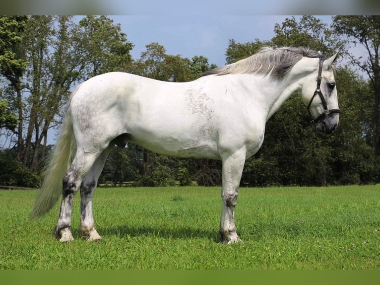 Percherón Caballo castrado 15 años 173 cm Tordo in HIghland Mi