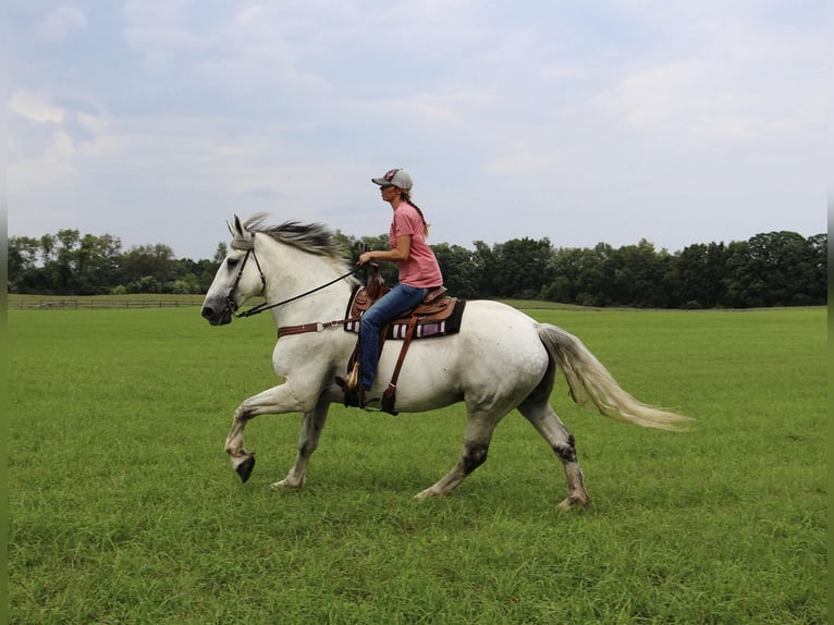 Percherón Caballo castrado 15 años 173 cm Tordo in HIghland Mi