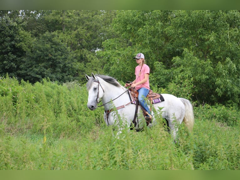 Percherón Caballo castrado 15 años 173 cm Tordo in HIghland Mi