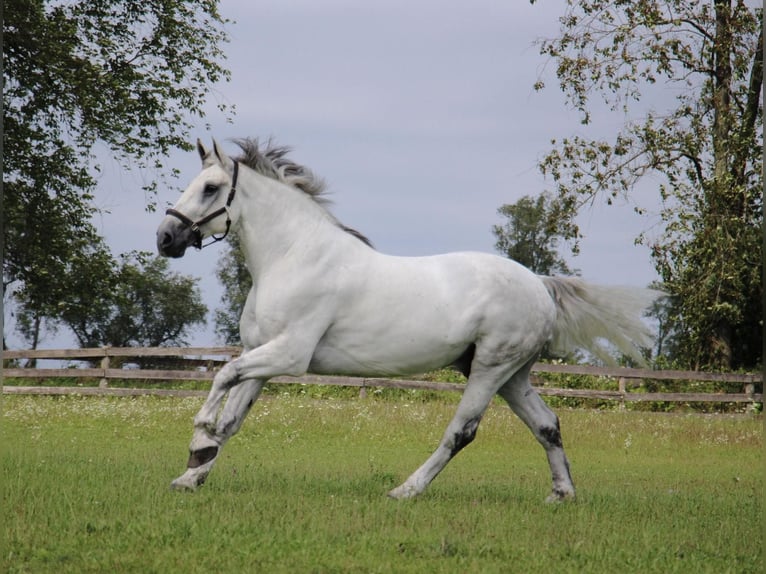 Percherón Caballo castrado 15 años 173 cm Tordo in HIghland Mi