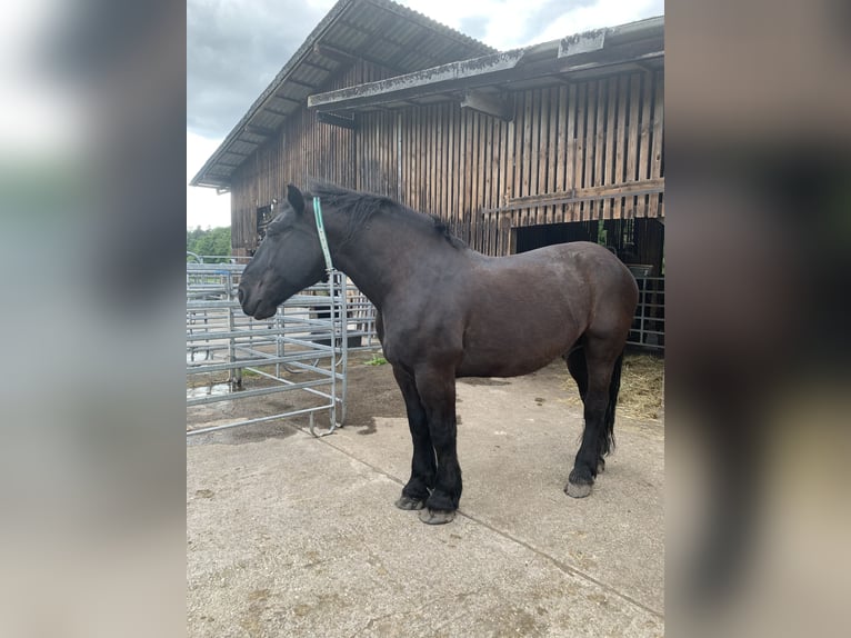 Percherón Caballo castrado 15 años 183 cm Negro in Baden-Baden