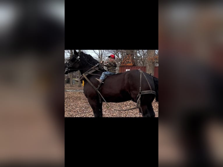 Percherón Caballo castrado 15 años 183 cm Negro in MOntgomery TX