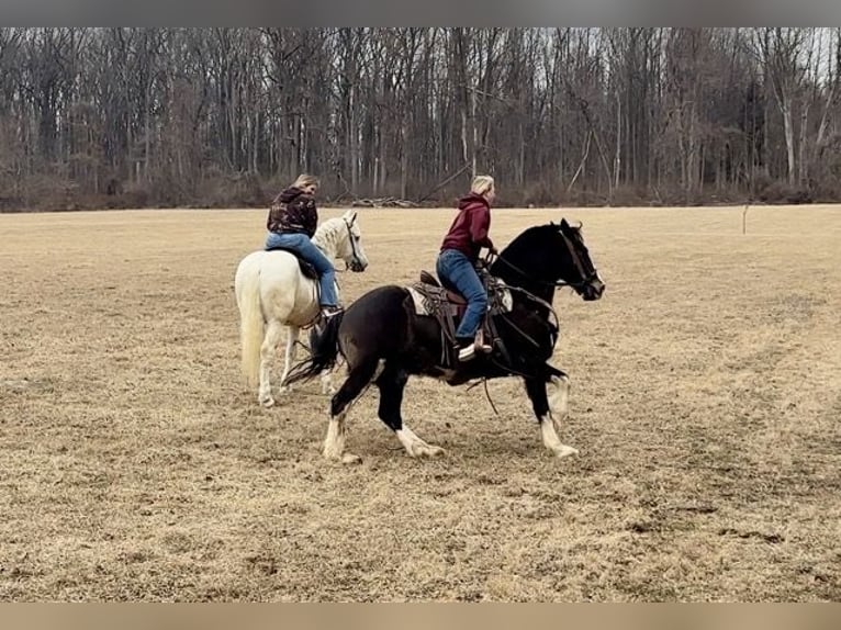 Percherón Mestizo Caballo castrado 16 años 163 cm Tordo in Narvon