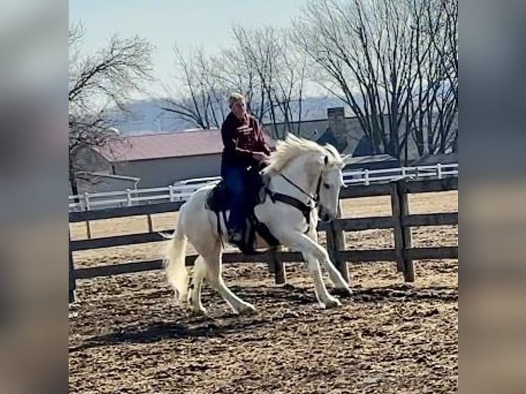 Percherón Mestizo Caballo castrado 16 años 163 cm Tordo in Narvon