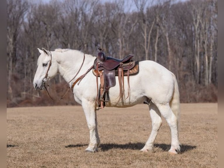 Percherón Mestizo Caballo castrado 16 años 163 cm Tordo in Narvon