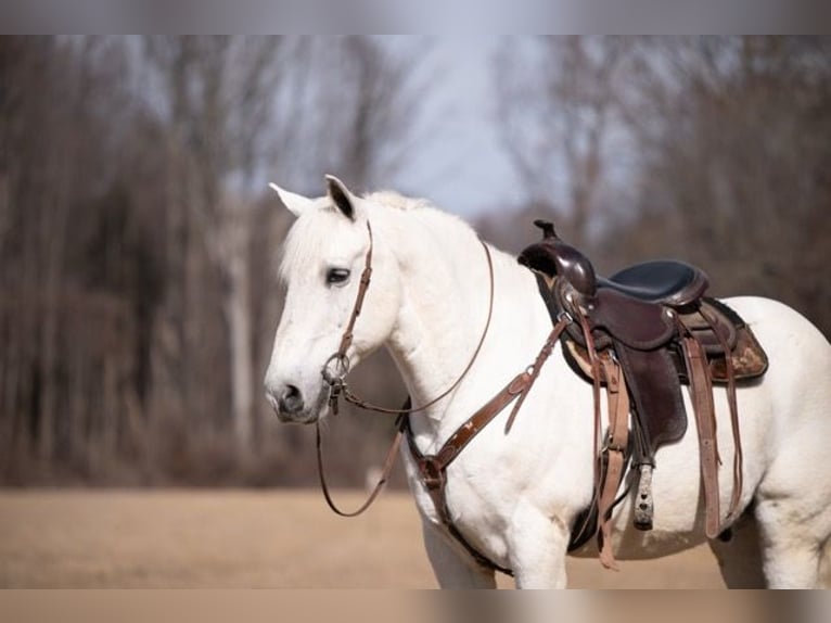 Percherón Mestizo Caballo castrado 16 años 163 cm Tordo in Narvon