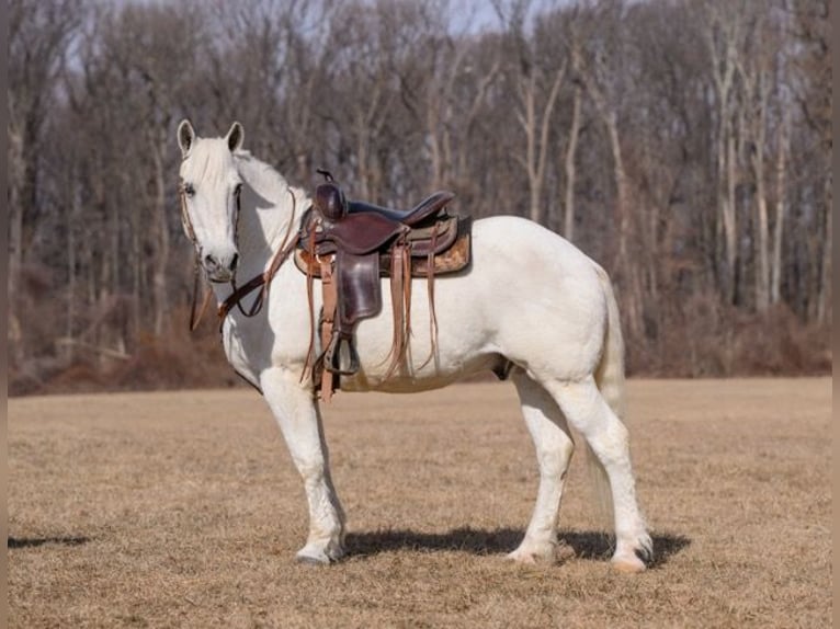 Percherón Mestizo Caballo castrado 16 años 163 cm Tordo in Narvon