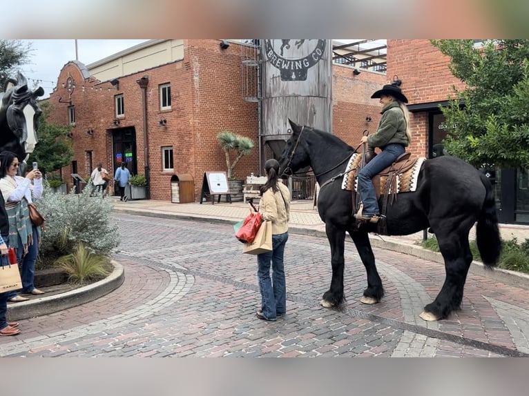 Percherón Caballo castrado 16 años 170 cm Negro in Weatherford TX