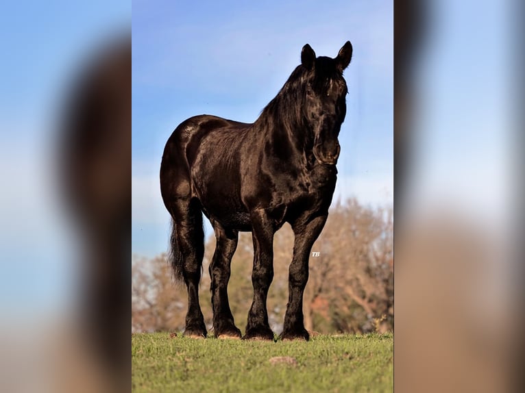 Percherón Caballo castrado 16 años 170 cm Negro in Weatherford TX