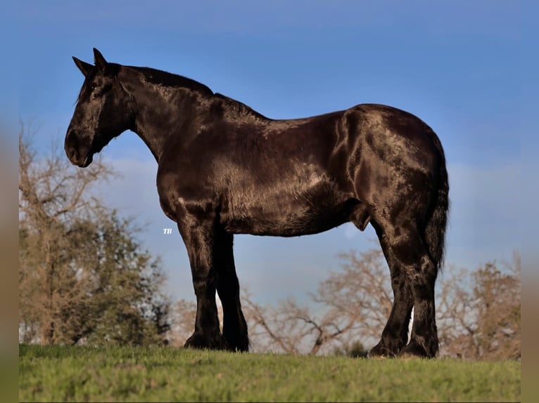 Percherón Caballo castrado 16 años 170 cm Negro in Weatherford TX