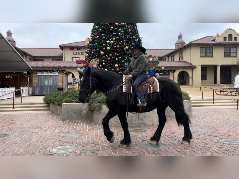 Percherón Caballo castrado 16 años 170 cm Negro in Weatherford TX