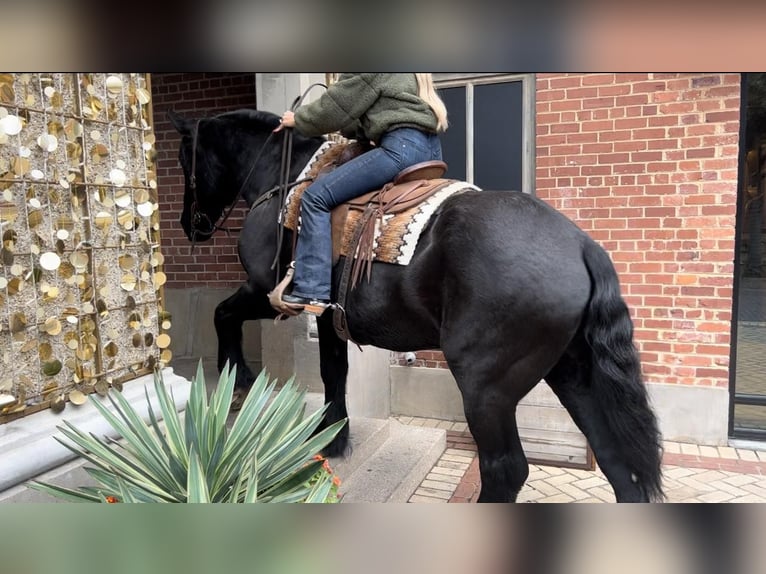 Percherón Caballo castrado 16 años 170 cm Negro in Weatherford TX