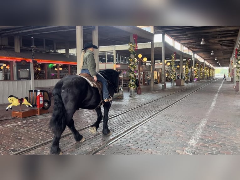 Percherón Caballo castrado 16 años 170 cm Negro in Weatherford TX