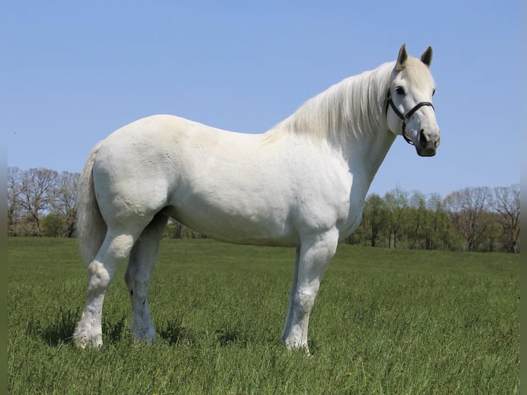 Percherón Caballo castrado 16 años 173 cm Tordo in Highland MI