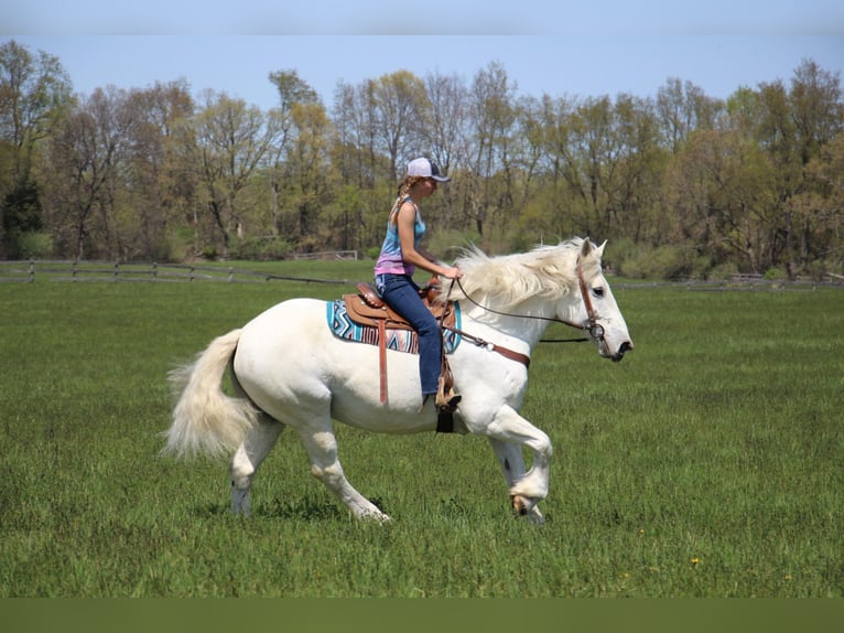 Percherón Caballo castrado 16 años 173 cm Tordo in Highland MI