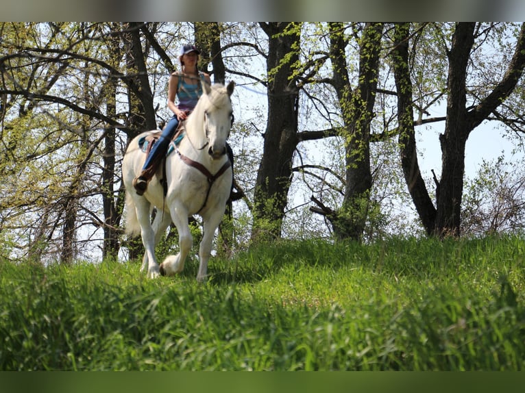 Percherón Caballo castrado 16 años 173 cm Tordo in Highland MI