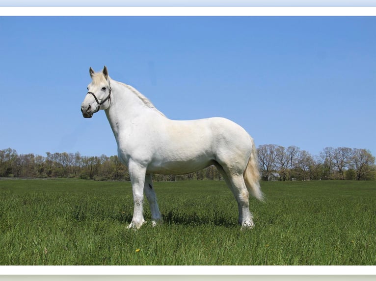 Percherón Caballo castrado 16 años 173 cm Tordo in Highland MI