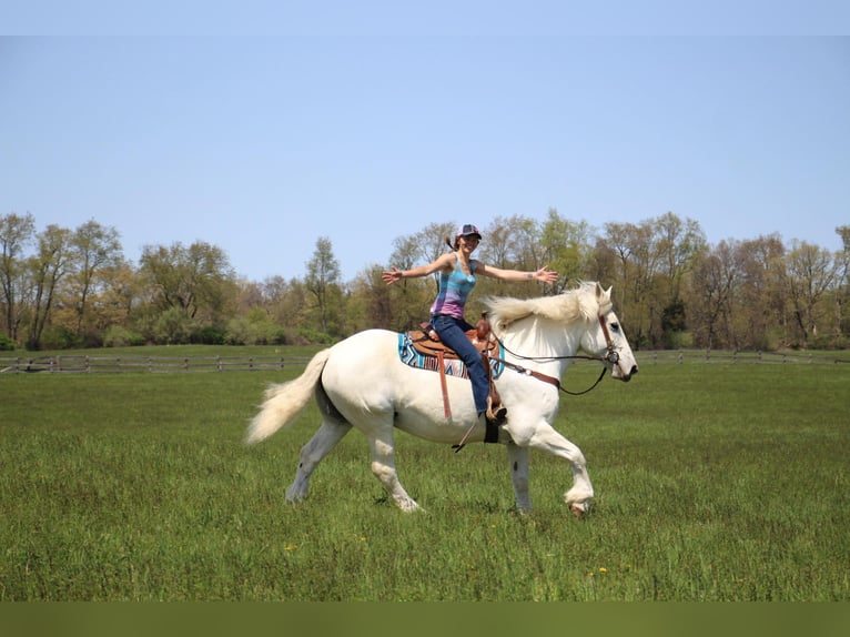 Percherón Caballo castrado 16 años 173 cm Tordo in Highland MI