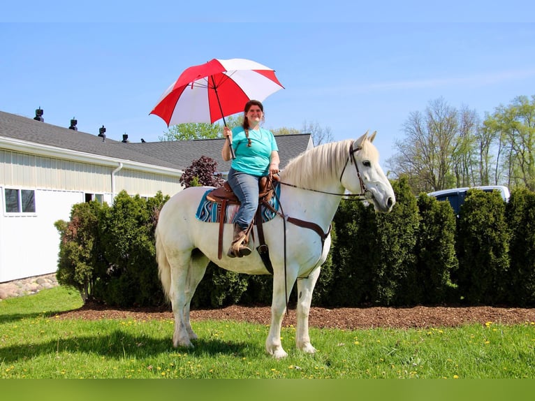 Percherón Caballo castrado 16 años 173 cm Tordo in Highland MI