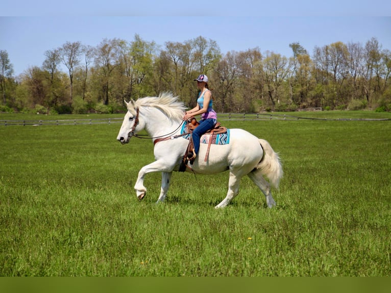 Percherón Caballo castrado 16 años 173 cm Tordo in Highland MI