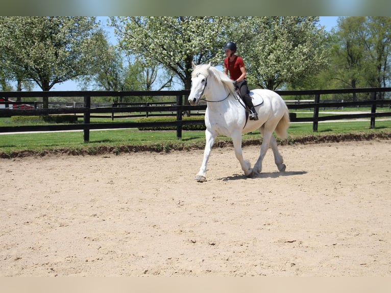 Percherón Caballo castrado 16 años 173 cm Tordo in Highland MI