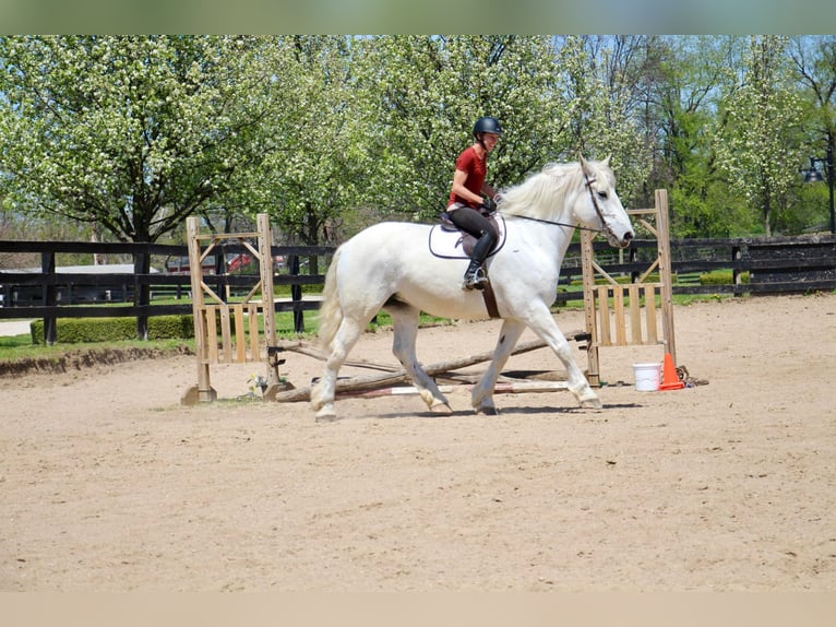 Percherón Caballo castrado 16 años 173 cm Tordo in Highland MI