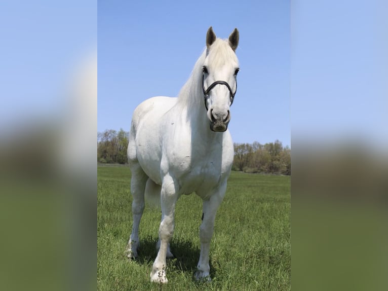 Percherón Caballo castrado 16 años 173 cm Tordo in Highland MI