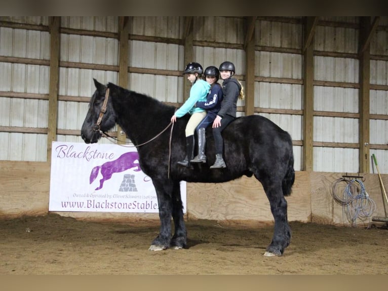 Percherón Caballo castrado 16 años 178 cm Negro in Highland MI