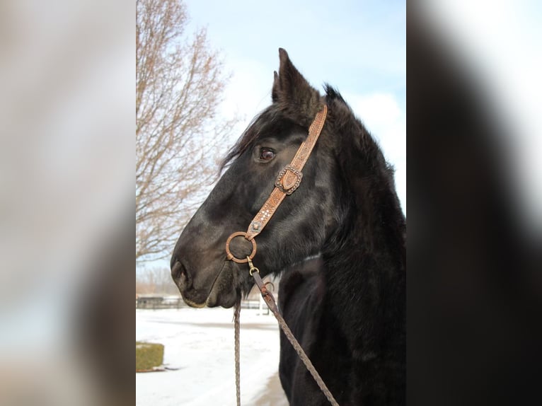 Percherón Caballo castrado 16 años 178 cm Negro in Highland MI