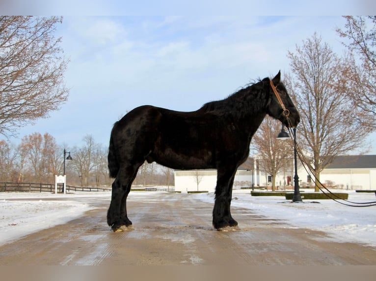 Percherón Caballo castrado 16 años 178 cm Negro in Highland MI