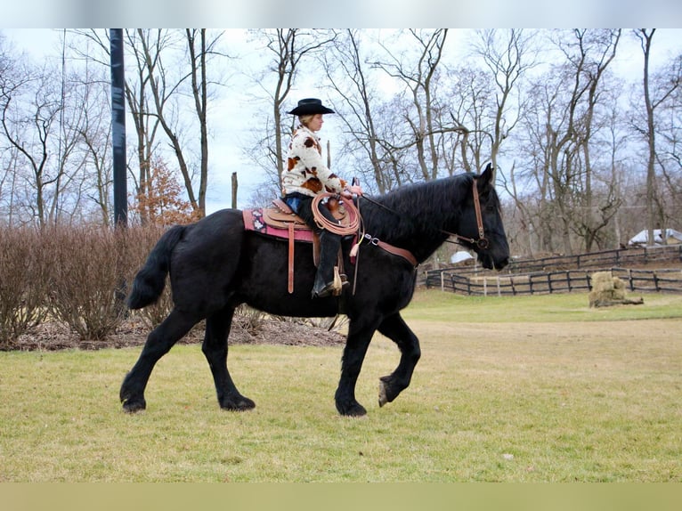 Percherón Caballo castrado 16 años 178 cm Negro in Highland MI