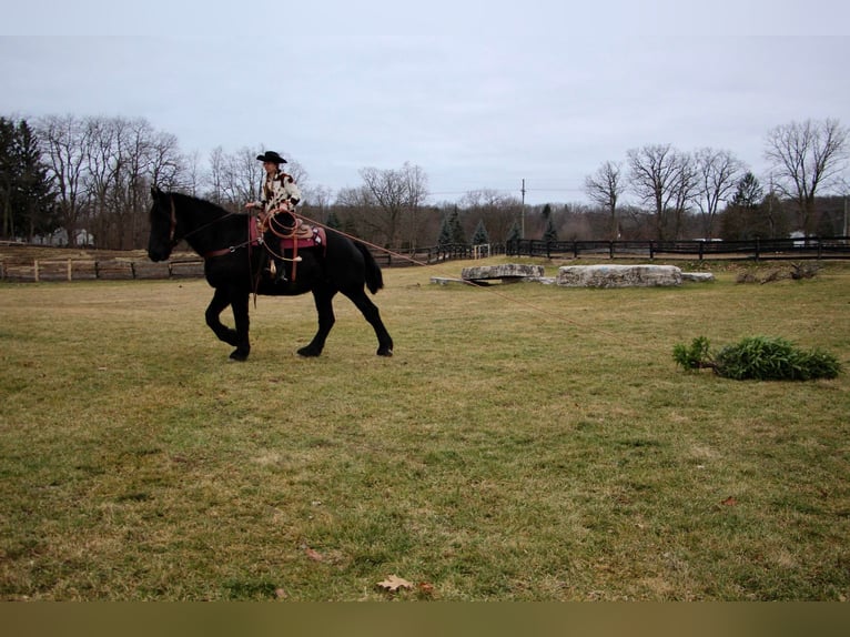 Percherón Caballo castrado 16 años 178 cm Negro in Highland MI