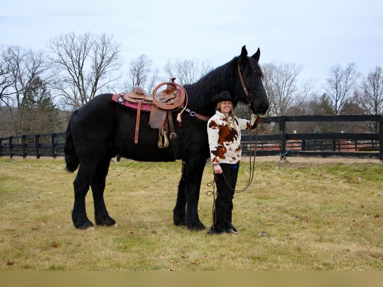 Percherón Caballo castrado 16 años 178 cm Negro in Highland MI