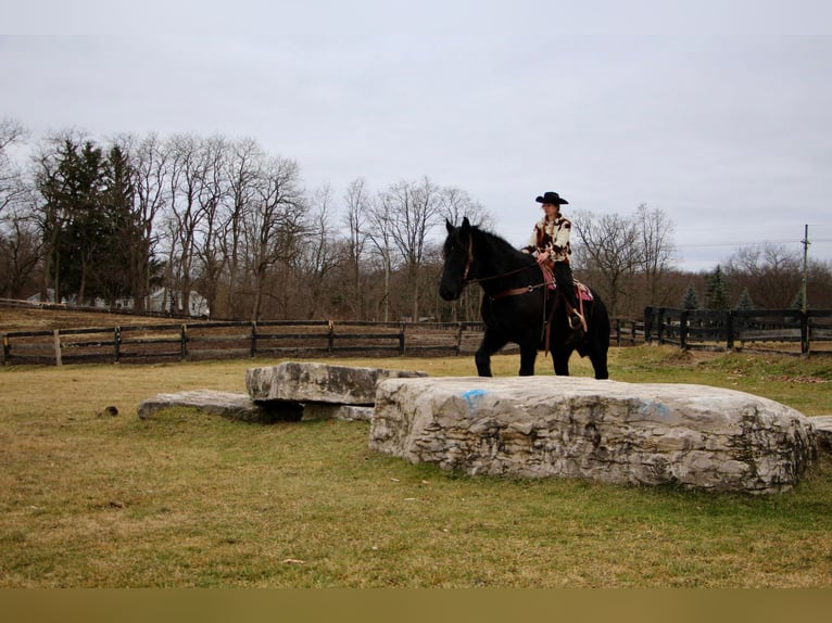 Percherón Caballo castrado 16 años 178 cm Negro in Highland MI