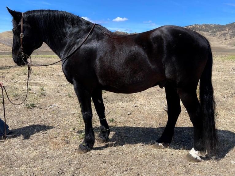 Percherón Caballo castrado 16 años Negro in Bitterwater CA