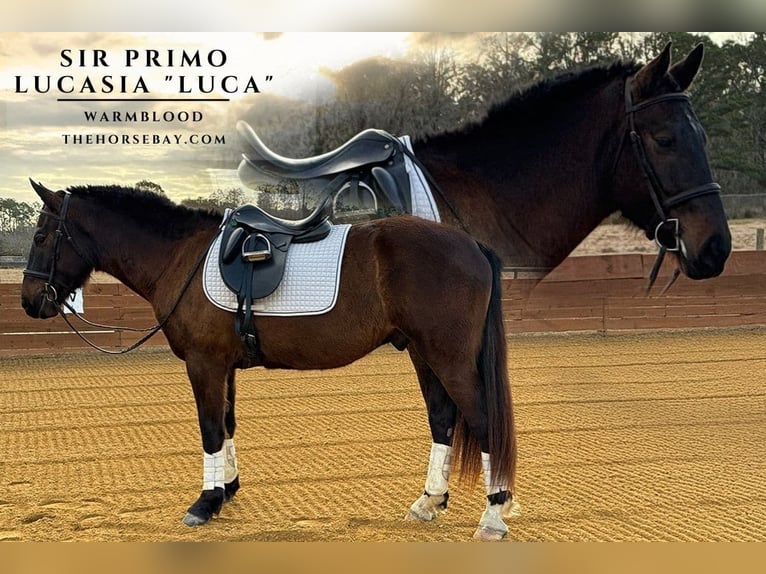 Percherón Caballo castrado 3 años 160 cm Castaño oscuro in Plant City, FL