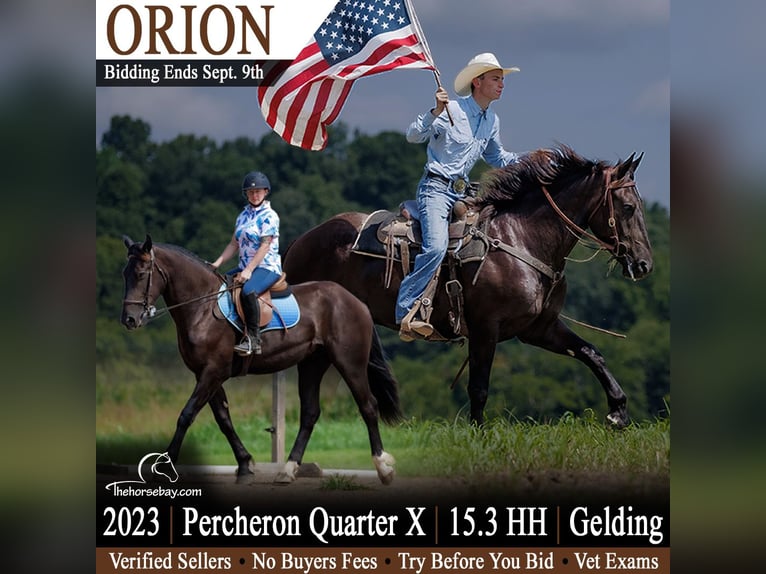 Percherón Mestizo Caballo castrado 3 años 160 cm Negro in Auburn, KY