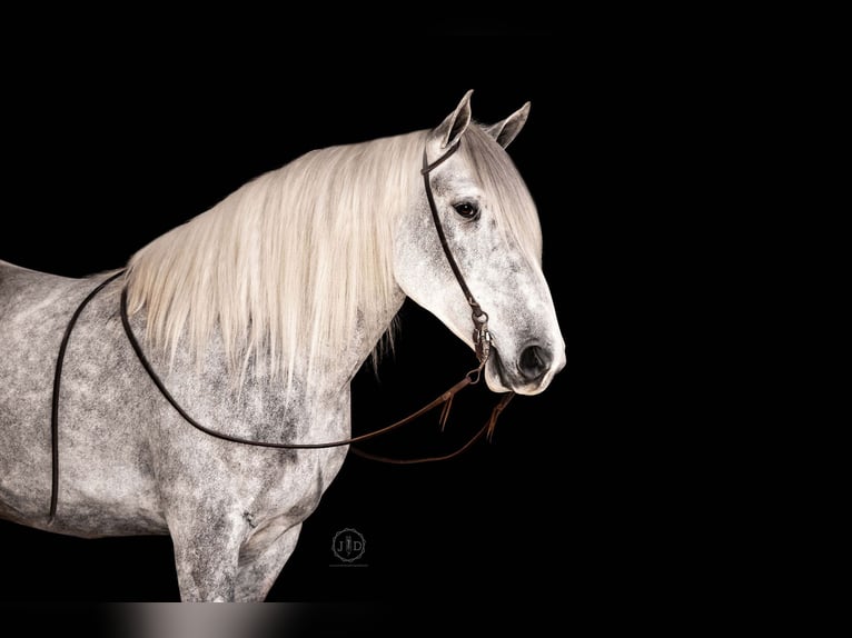 Percherón Mestizo Caballo castrado 3 años 160 cm Tordo in Lebanon, PA