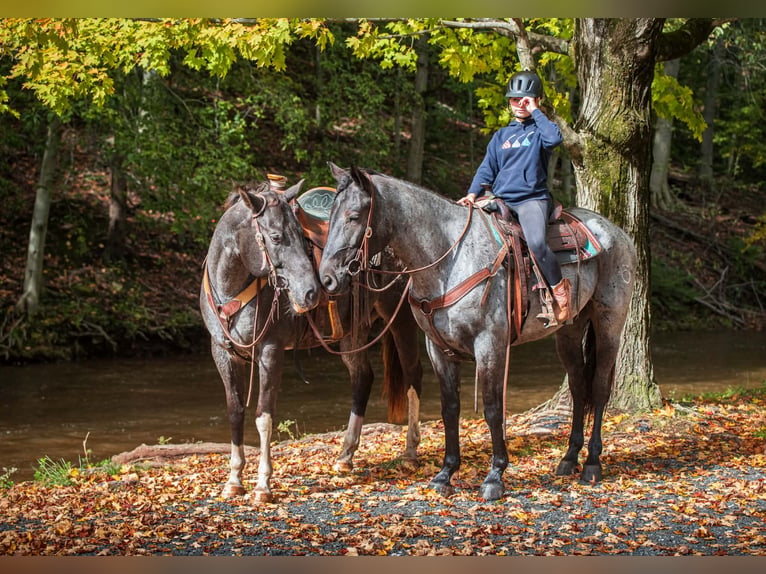 Percherón Mestizo Caballo castrado 3 años 163 cm Ruano azulado in New Holland