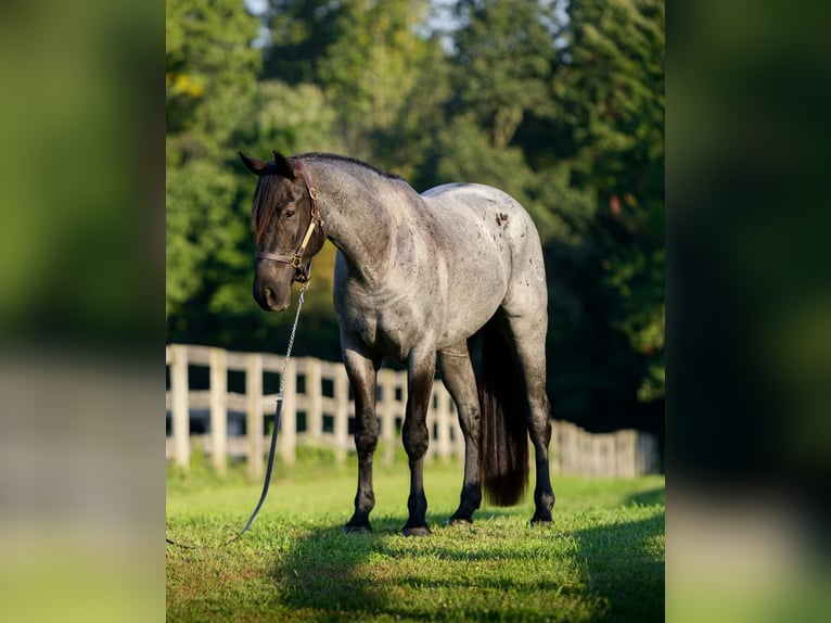 Percherón Mestizo Caballo castrado 3 años 163 cm Ruano azulado in New Holland