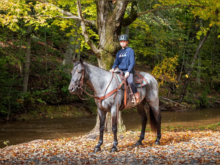 Percherón Mestizo Caballo castrado 3 años 163 cm Ruano azulado in New Holland